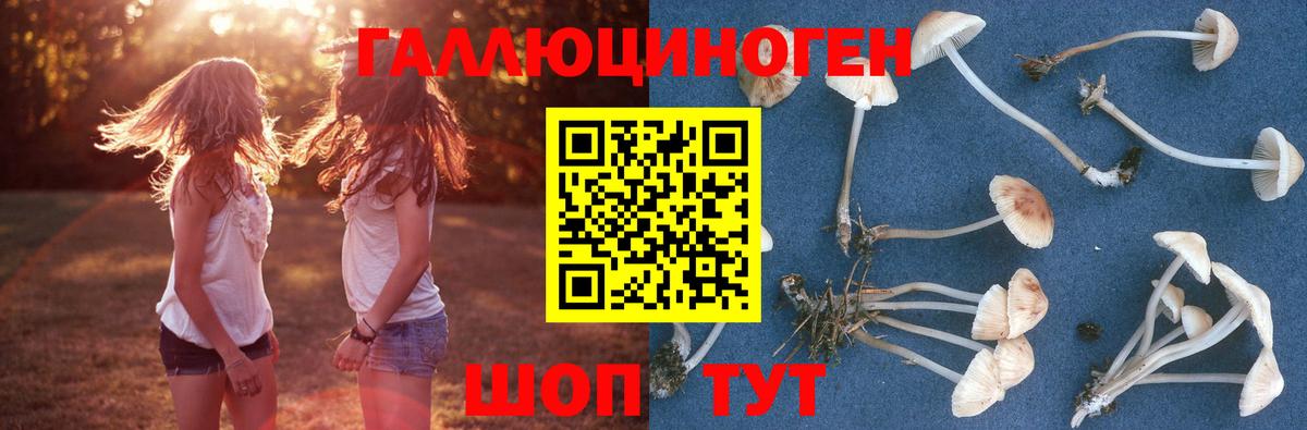 Псилоцибиновые грибы Psilocybe Благодарный